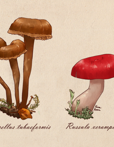 Illustrated mushrooms.